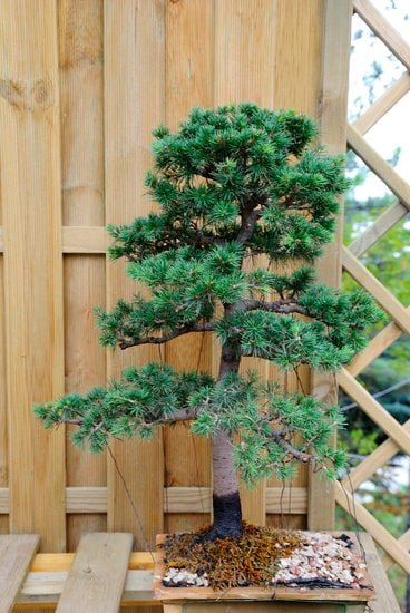 bonsai 1370