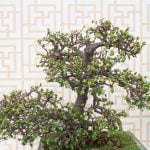 Il mondo dei bonsai offre una connessione sociale unica, consentendo agli appassionati di condividere la loro passione per la bellezza naturale