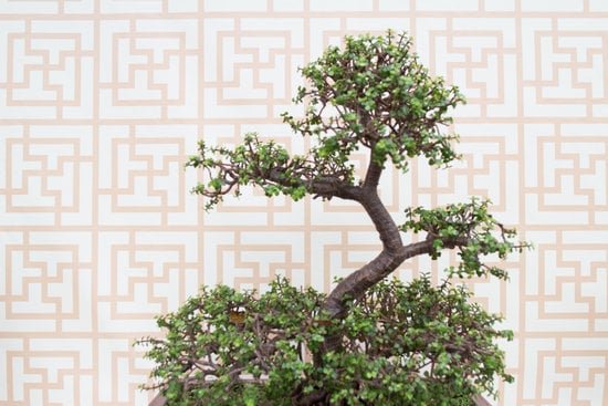 bonsai 1387