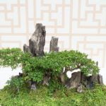 Scopri quanto e quando annaffiare il tuo bonsai per mantenerlo sano e in salute