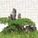 Quanta Acqua Al Bonsai Scopri quanto e quando annaffiare il tuo bonsai per mantenerlo sano e in salute