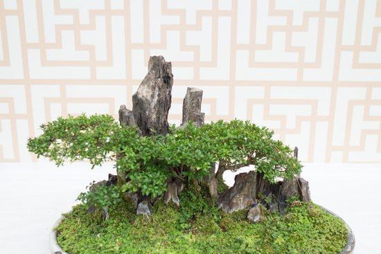 Quanta Acqua Al Bonsai 1 Scopri quanto e quando annaffiare il tuo bonsai per mantenerlo sano e in salute