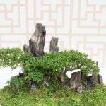 Segui questi semplici passaggi per imparare come piantare un seme di bonsai e realizzare il tuo piccolo albero in miniatura