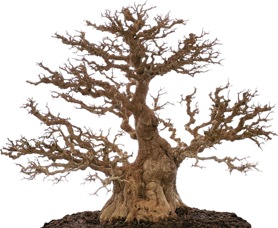 Cosa Vuol Dire Bonsai 1 Cosa vuol dire bonsai: scopri il significato del termine bonsai, l'arte giapponese di coltivare alberi in miniatura