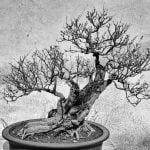 Migliora la tua presentazione del bonsai di olmo campestre con il vaso ideale