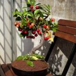 Perché Cadono Le Foglie Al Bonsai Scopri i segreti: perché cadono le foglie al bonsai e come prevenirlo!