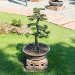 Innaffia il bonsai regolarmente per garantirne la corretta crescita e salute