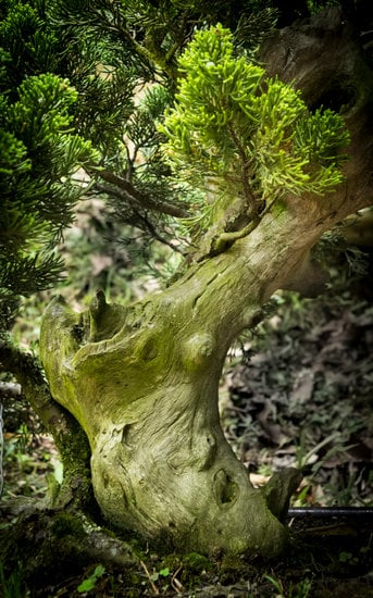 Come Ingrossare Il Tronco Di Un Bonsai 1 Scopri i migliori metodi per ingrossare il tronco di un bonsai con queste semplici e pratiche tecniche!
