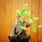 I migliori metodi su come si cura un bonsai: regolare l'irrigazione, potature e concimazione attente garantiranno una crescita sana