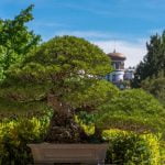 Come Fare Un Bonsai Di Olivo Scopri i segreti su come fare un bonsai di olivo in modo semplice e creativo!