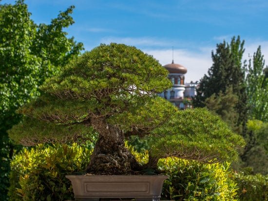 Come Fare Un Bonsai Di Olivo 5 Scopri i segreti su come fare un bonsai di olivo in modo semplice e creativo!