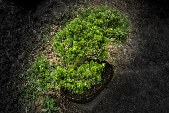 Scopri quale acqua utilizzare per i bonsai per garantire la loro salute e prosperità
