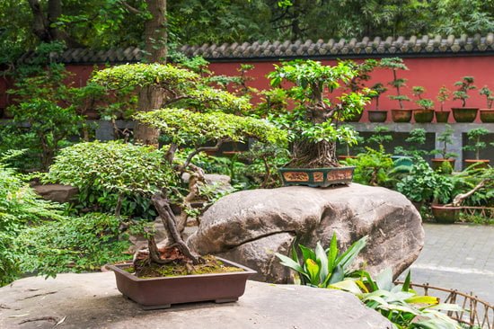Come Curare Un Bonsai Di Ficus 1 Scopri come curare un bonsai di ficus con semplici e utili consigli per garantire la sua salute e vitalità