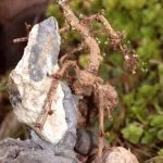 Migliora la tua conoscenza sulla propagazione dei bonsai attraverso il seme, la talea e l'innesto con consigli esperti