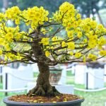 Scopri i migliori consigli su come innaffiare bonsai per mantenerli sani e rigogliosi