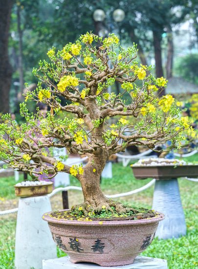 bonsai 1467