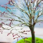 Scopri come trattare i bonsai con pazienza e precisione per garantire loro una crescita sana e armoniosa