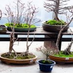 Bonsai: Storia E Origini Bonsai: Un'antica pratica giapponese di miniaturizzazione degli alberi, simbolo di estetica e contemplazione zen
