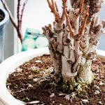 Quando Si Pota Un Bonsai Evita di potare un bonsai durante i periodi di crescita attiva per evitare danni alle piante