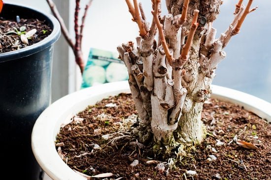 Quando Si Pota Un Bonsai 1 Evita di potare un bonsai durante i periodi di crescita attiva per evitare danni alle piante