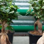 Che Concime Usare X Azalea Bonsai Scegli un concime specifico per azalee bonsai per garantire una crescita sana e rigogliosa