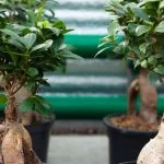 Scegli un concime specifico per azalee bonsai per garantire una crescita sana e rigogliosa
