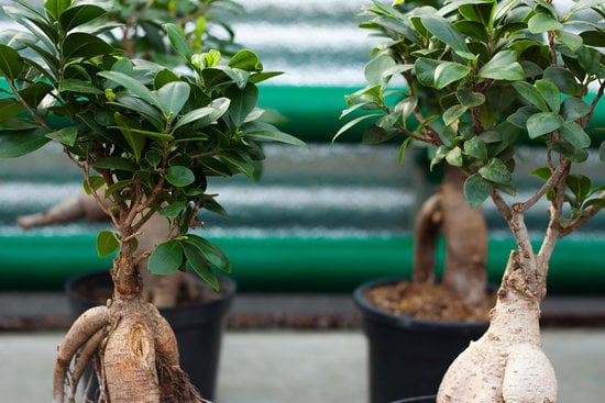 Che Concime Usare X Azalea Bonsai 7 Scegli un concime specifico per azalee bonsai per garantire una crescita sana e rigogliosa