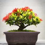 Scopri efficaci rimedi naturali per gestire i parassiti che infestano i tuoi bonsai