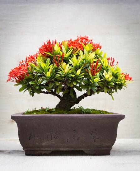 Come Gestire I Parassiti Nei Tuoi Bonsai 1 bonsai 1506
