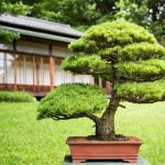 Nota sul Copyright Mondo Bonsai