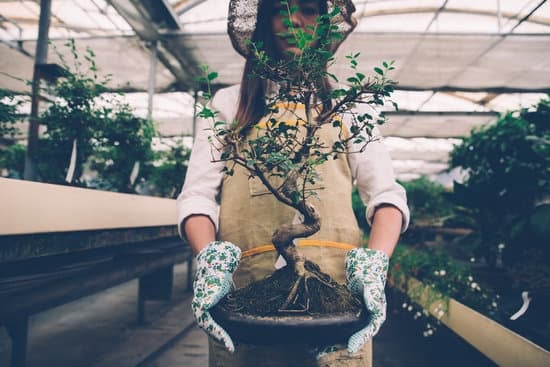Come Creare Un Bonsai Di Mimosa 17 Segui questi passaggi per creare un bellissimo bonsai di mimosa in meno di 20 parole