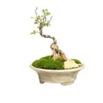 Cosa Significa Bonsai in Giapponese In giapponese, Bonsai significa 'albero in vaso'. Scopri il significato e la tradizione di questa affascinante pratica
