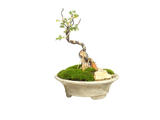 Cosa Significa Bonsai in Giapponese 1 In giapponese, Bonsai significa 'albero in vaso'. Scopri il significato e la tradizione di questa affascinante pratica