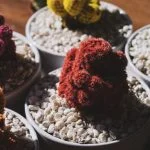 Segui attentamente i passaggi necessari per potare correttamente un bonsai di olivo