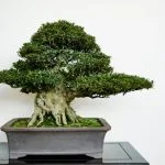 Scopri i segreti su come fare bonsai di cipresso: dalla scelta del cipresso al corretto potatura e cura