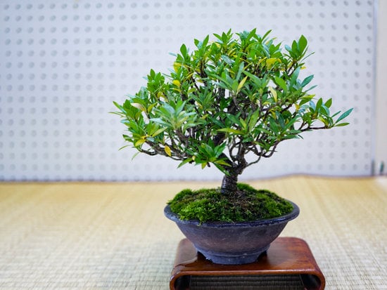 Quali Sono I Bonsai Da Esterno 1 Scopri quali sono i migliori bonsai da esterno per dare vita e colore al tuo giardino
