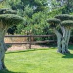 Come Innaffiare Un Bonsai Ficus Scopri i segreti su come innaffiare il bonsai Ficus: dosa l'acqua sempre con attenzione e monitora l'umidità del terreno