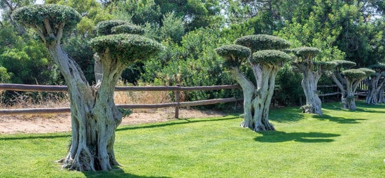 Come Innaffiare Un Bonsai Ficus 11 Scopri i segreti su come innaffiare il bonsai Ficus: dosa l'acqua sempre con attenzione e monitora l'umidità del terreno