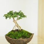 Considera le dimensioni e lo stile del tuo bonsai prima di scegliere il vaso adatto