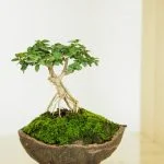 Come Scegliere Il Giusto Vaso Per Il Tuo Bonsai Considera le dimensioni e lo stile del tuo bonsai prima di scegliere il vaso adatto