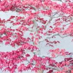 Con Quale Bonsai Iniziare Scopri quale bonsai iniziare: dalla scelta del bonsai ideale alle tecniche di cura base per principianti