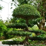 Come Potare I Bonsai Ginseng Segui questi semplici passaggi per potare correttamente i bonsai ginseng e favorire la loro crescita sana