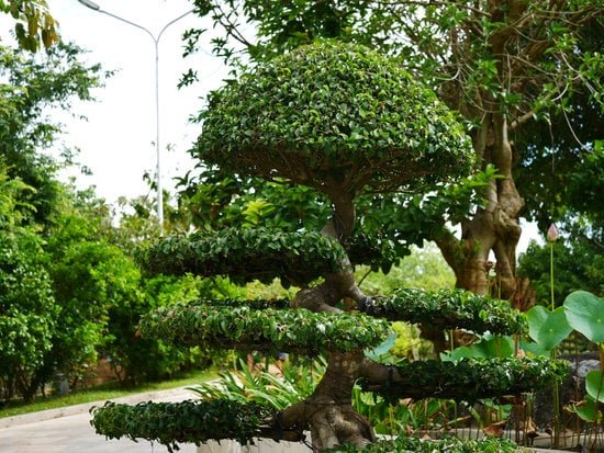 Come Potare I Bonsai Ginseng 3 Segui questi semplici passaggi per potare correttamente i bonsai ginseng e favorire la loro crescita sana