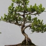 Qual E' Il Significato Del Bonsai Il significato del bonsai: una forma d'arte millenaria che rappresenta la natura in miniatura attraverso la cura e la pazienza