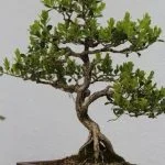 Il significato del bonsai: una forma d'arte millenaria che rappresenta la natura in miniatura attraverso la cura e la pazienza