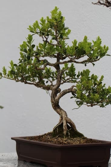 Qual E' Il Significato Del Bonsai 19 Il significato del bonsai: una forma d'arte millenaria che rappresenta la natura in miniatura attraverso la cura e la pazienza