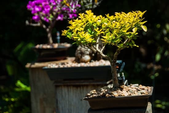 Come Innaffiare Un Bonsai Quando Si Va in Vacanza 1 Come innaffiare un bonsai prima di partire in vacanza: utilizza un sistema di irrigazione automatico
