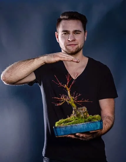 A settembre, il bonsai di olmo racchiude la bellezza autunnale in un simbolo di armonia e pazienza