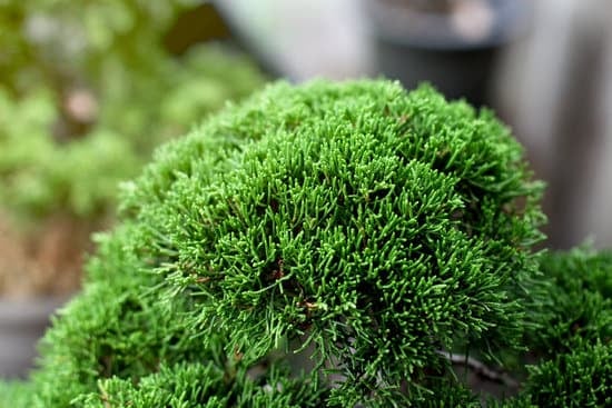 Come Fare Un Bonsai Di Mandorlo 1 Crea un bellissimo bonsai di mandorlo seguendo semplici passaggi che ti permetteranno di ottenere risultati sorprendenti