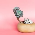 Inverno E Protezione Dei Bonsai Dal Freddo Scopri come proteggere i tuoi bonsai dal freddo invernale con semplici accorgimenti per preservarne la bellezza